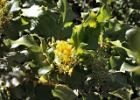 OREGON GRAPE 3 